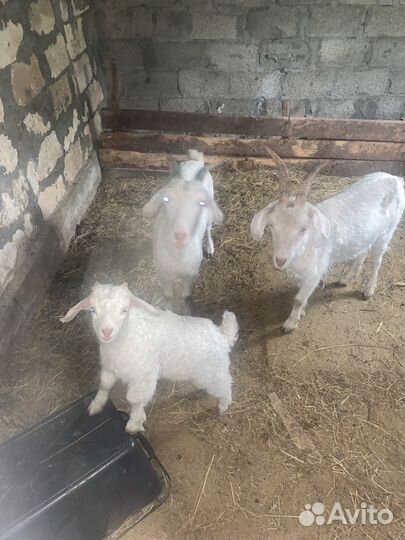 Пуховые козы