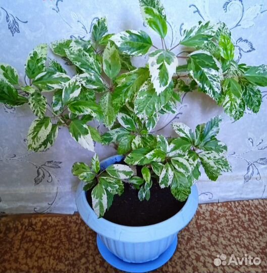 Гибискус вариегатный карновал