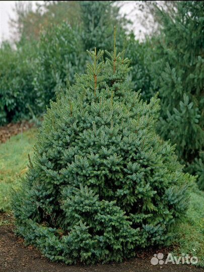 Ель для участка 2,50 м - 4,60 м