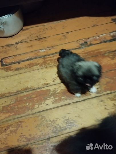 Продажа собак щенков