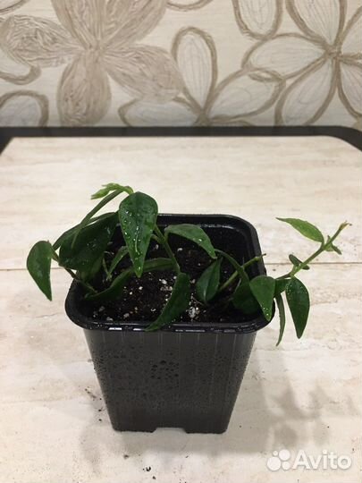 Хойя Белла ампельная и Сеткрезия пурпурная