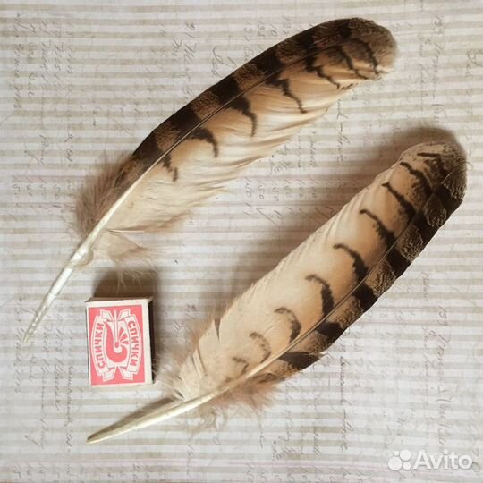 Перья хищных птиц