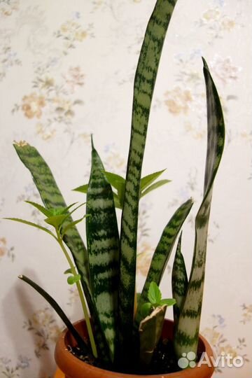 Сансевиерия