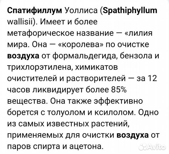 Спатифиллум 