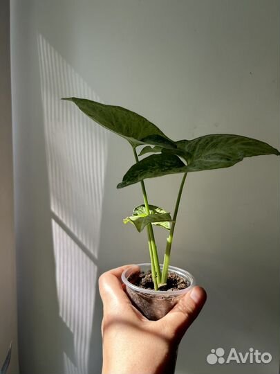 Сингониум конфетти