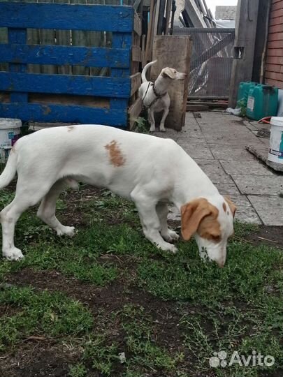 Очень красивые метисы