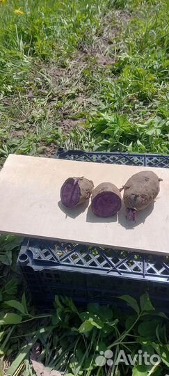 Картофель семенной