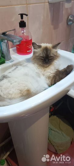 Кошка в дар бесплатно