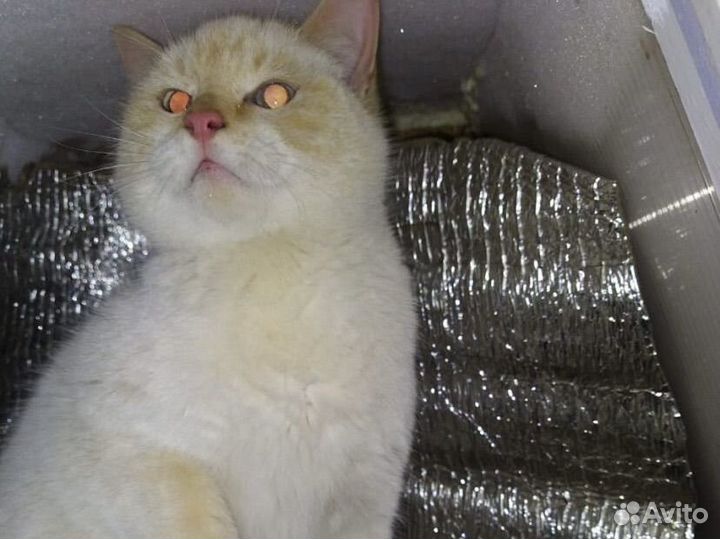 Котейка ждет семью