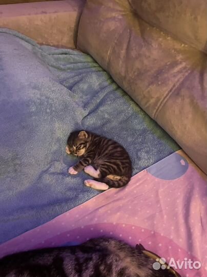 Американская короткошерстная кошка