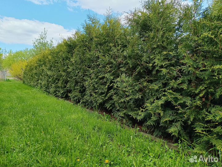 Туя для живой изгороди