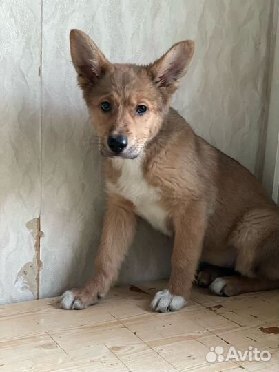 Щенок с мордочкой корги 3 мес в дар