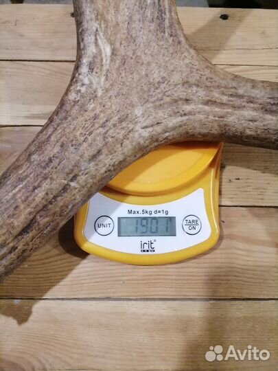 Продам рога лося