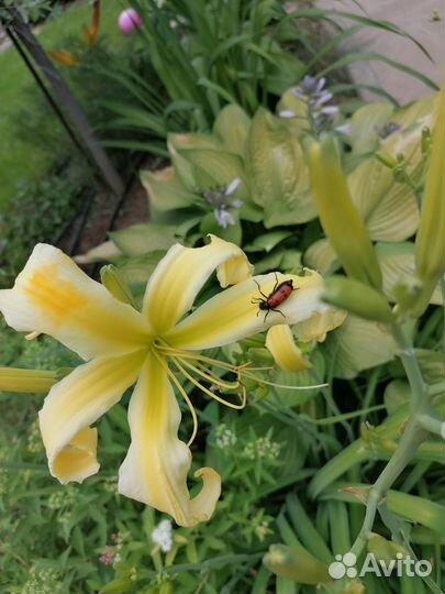 Многолетние садовые цветы