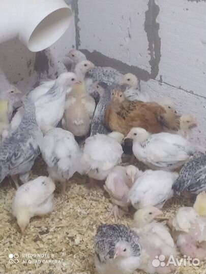 Цыплята голошейка Франция