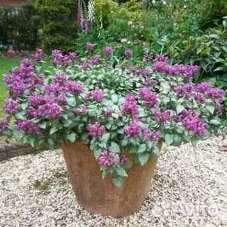 Многолетник. Яснотка