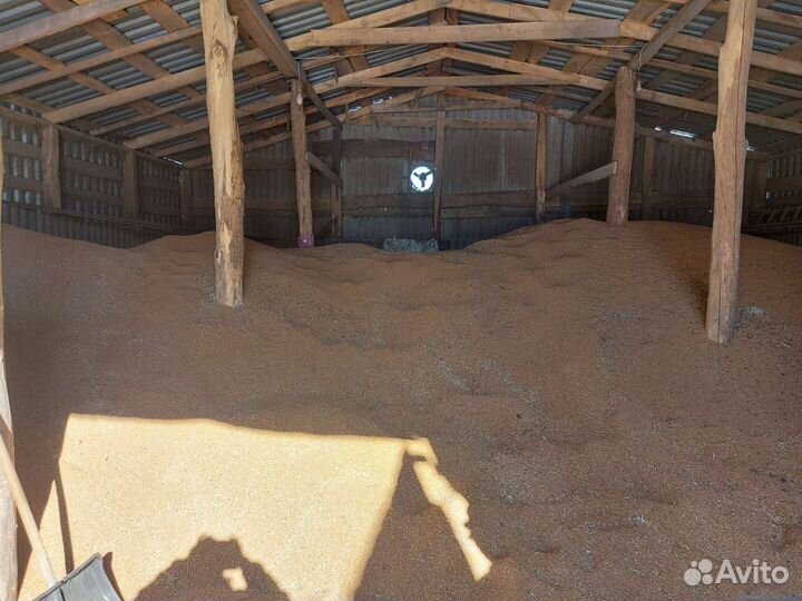 Продам пшеницу.Урожай 2023года