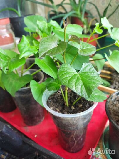 Рассада батат