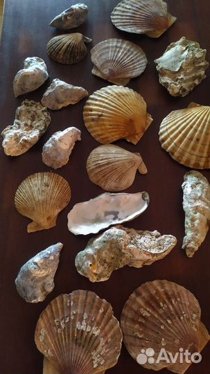 Створки от устриц