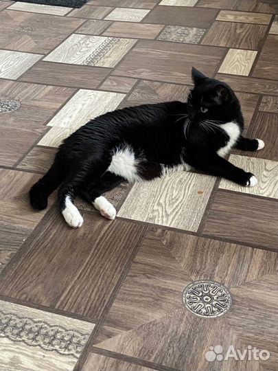 Передержка котов и кошек