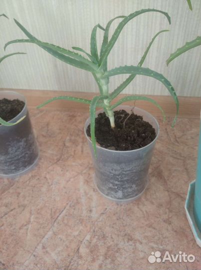 Алоэ столетник