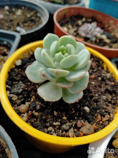 Суккуленты