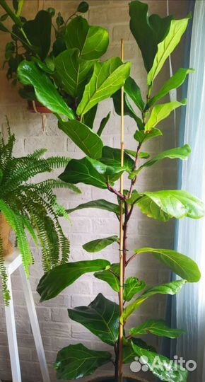 Фикус Лирата колумнарис (гигант)