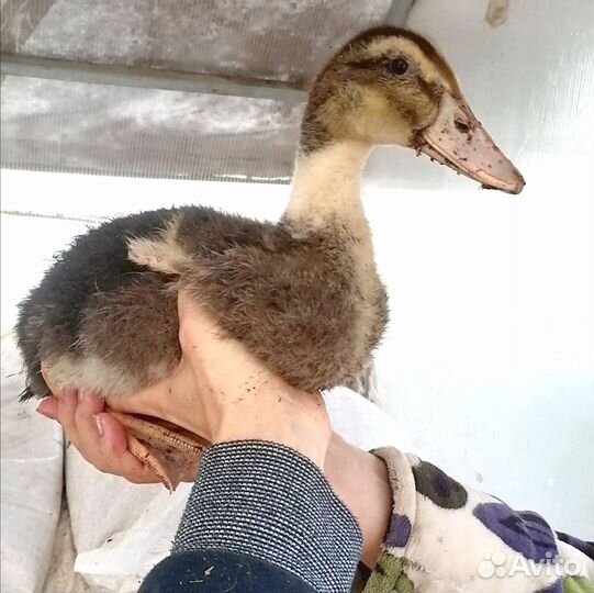 Утята обычные и метисы индийских бегунков