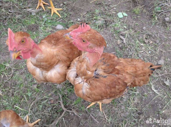 Молодые петушки и курочки