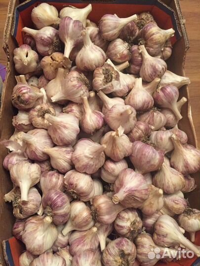 Чеснок для посадки