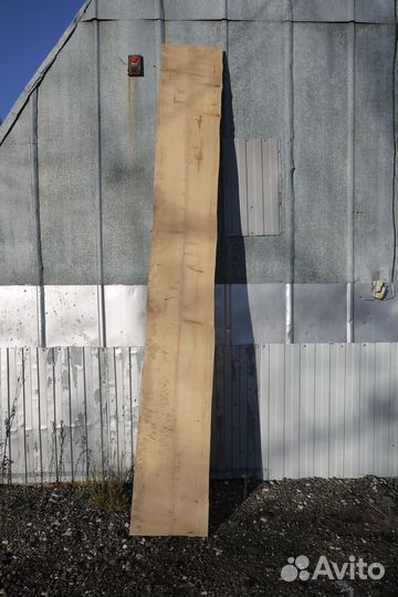 Кипарис слэб