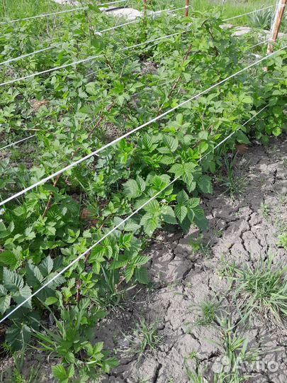 Малина Брянское Диво ремонтантная саженцы