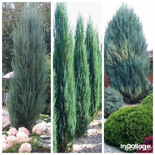 Уличные растения