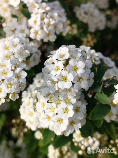 Акация, спирея, сирень, рябина