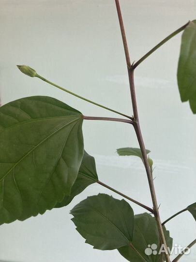 Гибискус Текила санрайс