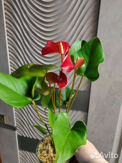 Пророщенные клубни каллы