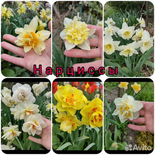 Растения многолетники садовые, саженцы, кустарники