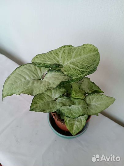 Сингониум Батерфляй