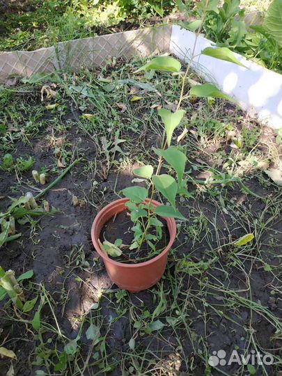 Саженцы абрикос