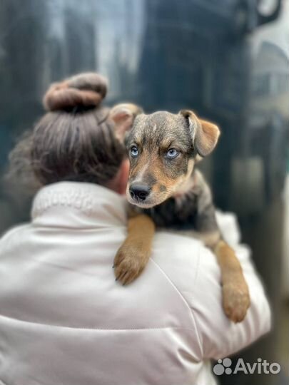 Голубоглазый щенок девочка в добрые руки