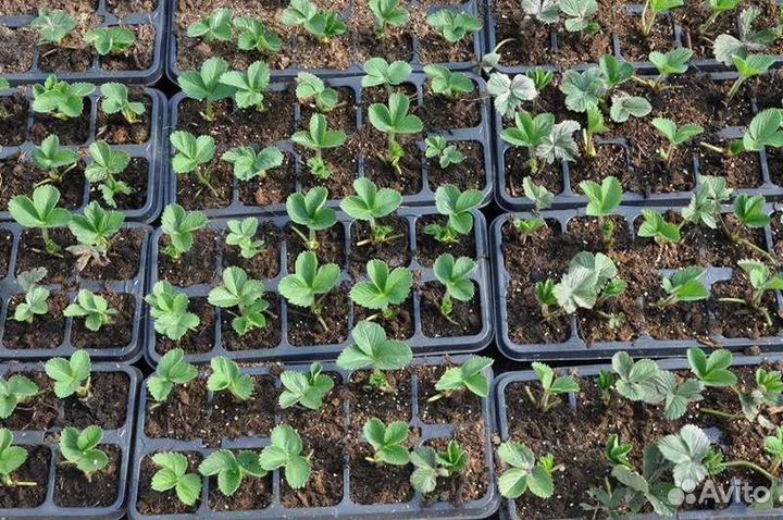 Рассада клубники кассетная