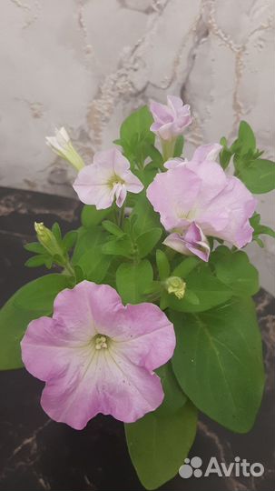 Рассада ампельной петунии