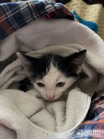 Котенок в любящую семью