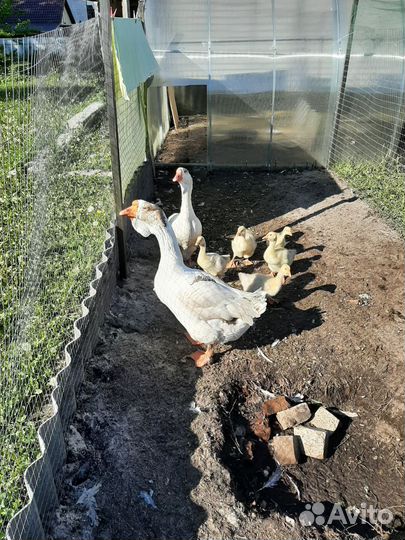 Холмогорские гуси