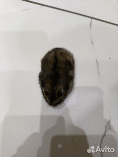 Джунгарский хомяк бесплатно