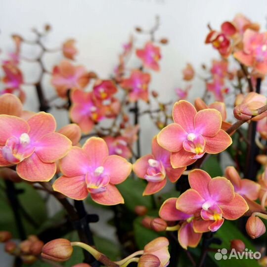 Ароматная орхидея Phal.Dusty Belle