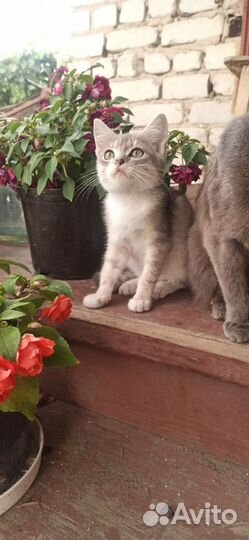 Котенок мальчик бесплатно