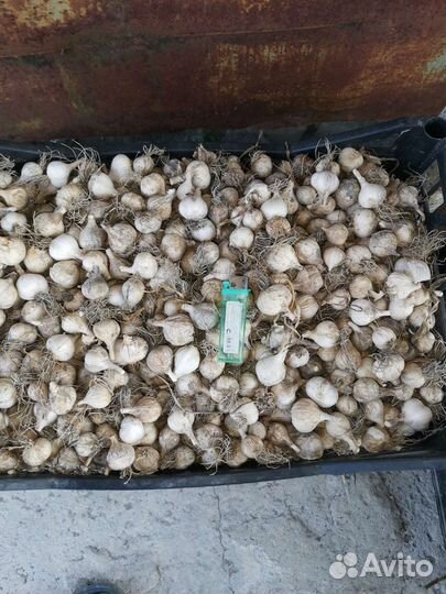 Однозубка чеснока