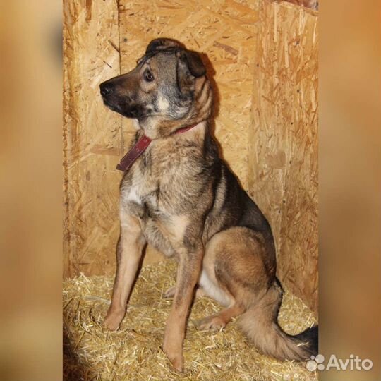 Собака пёс из приюта