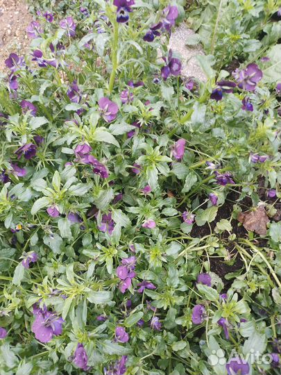 Многолетняя виола